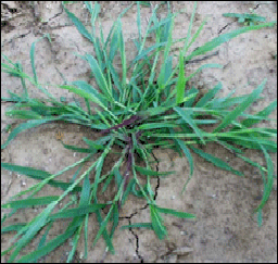 comment traiter digitaire