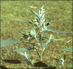 Le chénopode blanc