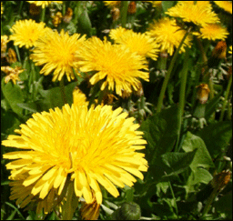 Épervière des prés