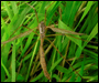 Larve de tipule