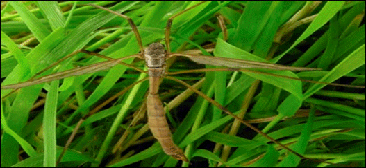 Larve de tipule