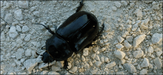 Le scarabée noir du gazon