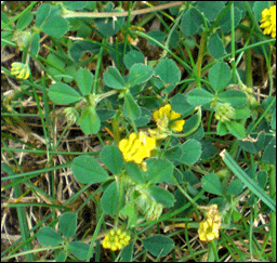 La lupuline