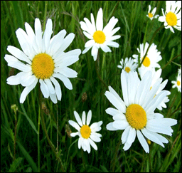 La marguerite blanche
