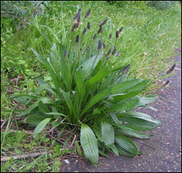 Le plantain lancéolé