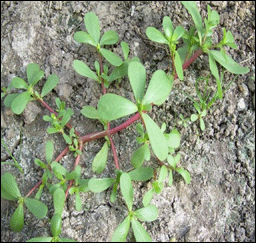 Le pourpier potager