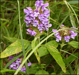 La prunelle vulgaire