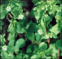 La stellaire moyenne