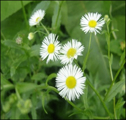 La vergerette annuelle
