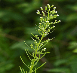 La vergerette du Canada