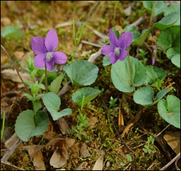 La violette sauvage